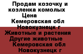 Продам козочку и козленка комолых. › Цена ­ 2 000 - Кемеровская обл., Новокузнецк г. Животные и растения » Другие животные   . Кемеровская обл.,Новокузнецк г.